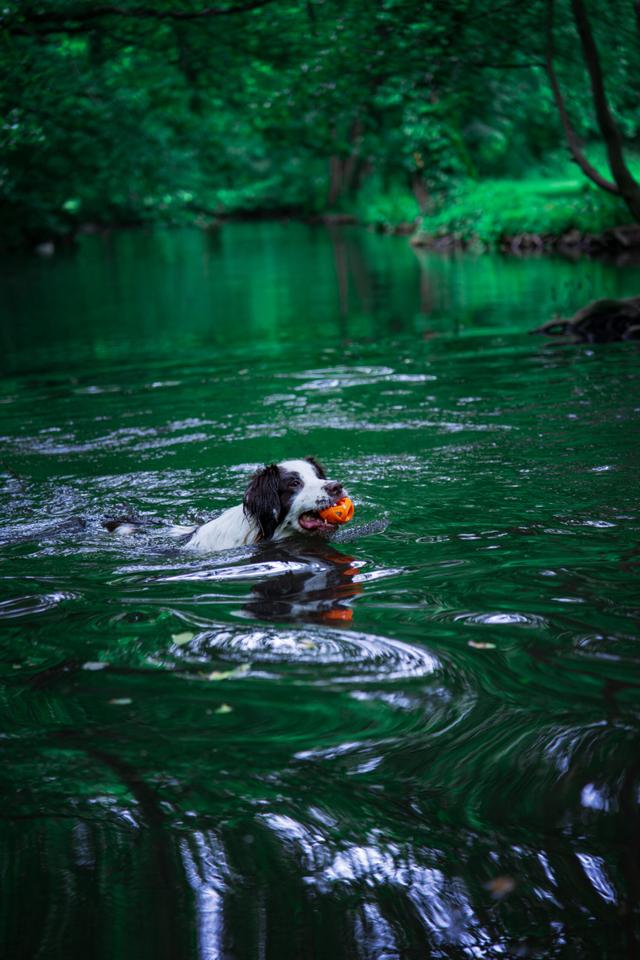 Photographie animalière réalisée par Jess Marchal