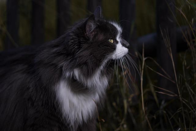 Photographie animalière réalisée par Jess Marchal